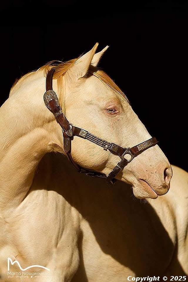 Calcrete Romeo Rebel